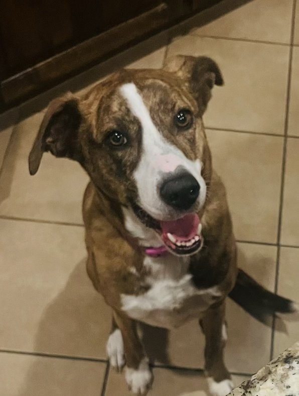 Molly, the Valor Health Solutions office mascot