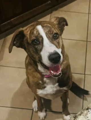 Molly, the Valor Health Solutions office mascot